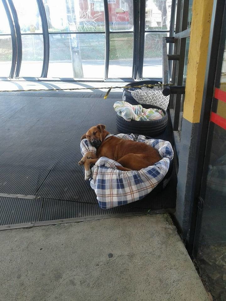Illustration de l'article : Une station de bus accueille des chiens errants en période de froid